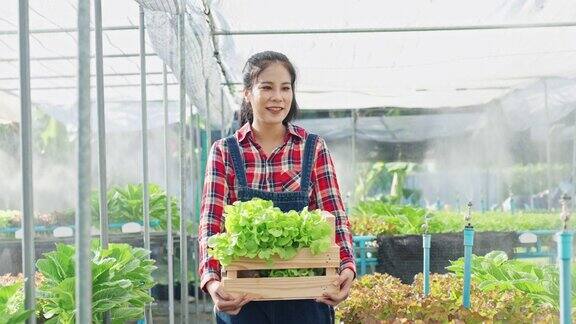 微笑的亚洲女农场主在温室里收获水培蔬菜健康食品水力农场生产的有机蔬菜为健康食品餐厅