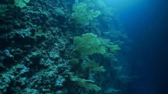 海扇柳珊瑚林在海底墙