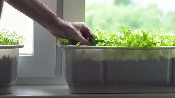在家里的窗台上种莳萝和绿生菜一名男子在长着绿莴苣的花盒里除草爱好农业