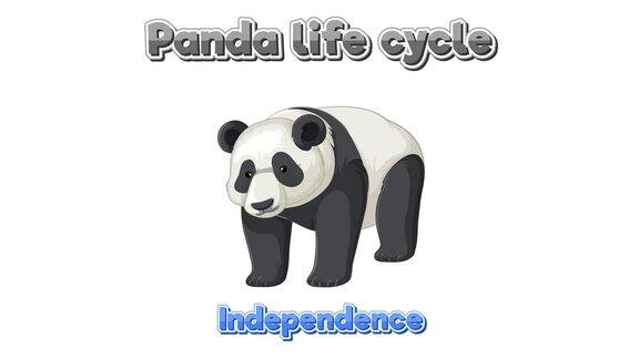熊猫生命周期动画