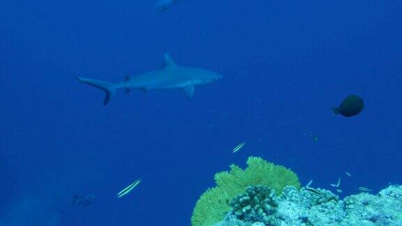 灰色礁鲨靠近礁石游泳