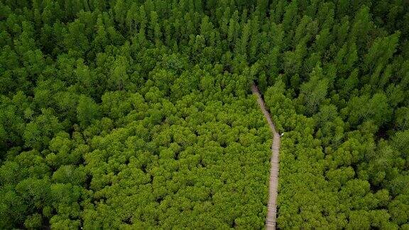 泰国罗永县普拉赛河口的东叉通红树林或金红树林