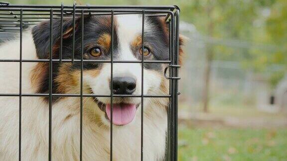 一个悲伤的澳大利亚牧羊犬的肖像坐在笼子里思念