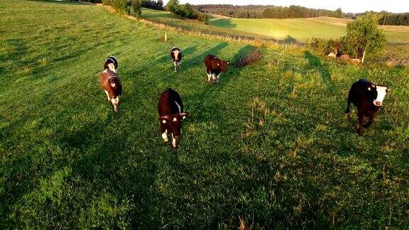 日出时在牧场上奔跑的空中牛群