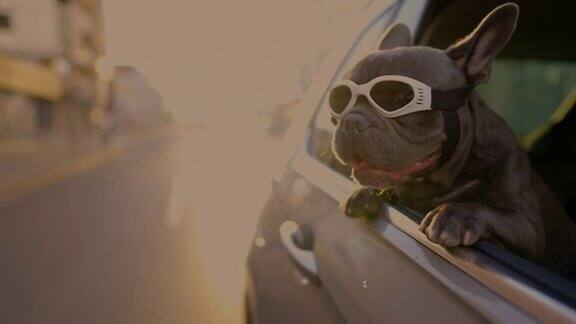可爱而有趣的法国斗牛犬享受着在日落时驾车穿越城市的乐趣