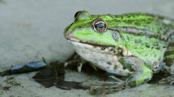 湿地上的绿色青蛙常见蛙类塘水蛙在阳光明媚的日子里野生蟾蜍在湖面或河流上放松的特写镜头