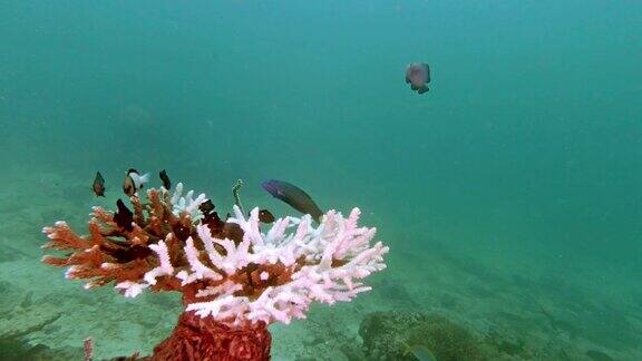 水下珊瑚白化对桌珊瑚的环境破坏