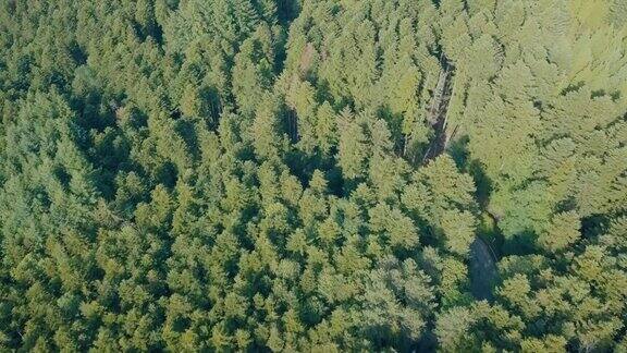 从无人机的角度鸟瞰森林