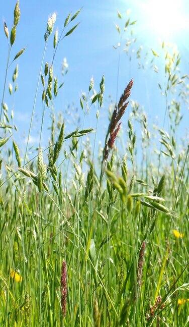 在一个阳光明媚的日子里长长的草地