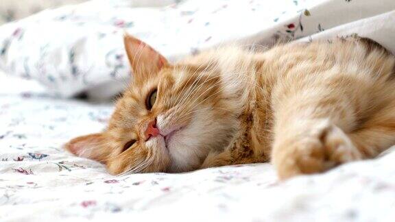 可爱的姜黄色的猫躺在床上毛茸茸的宠物舒服地躺在毯子下面睡觉舒适的家庭背景与有趣的宠物