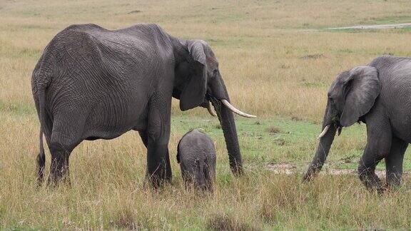 非洲象loxodontaafricana群吃草马赛马拉公园在肯尼亚实时4K