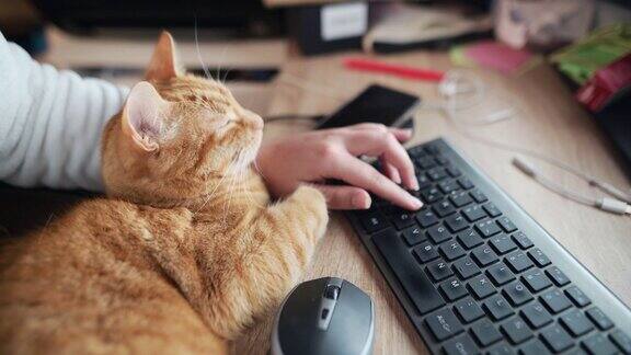 和一只猫一起使用台式电脑
