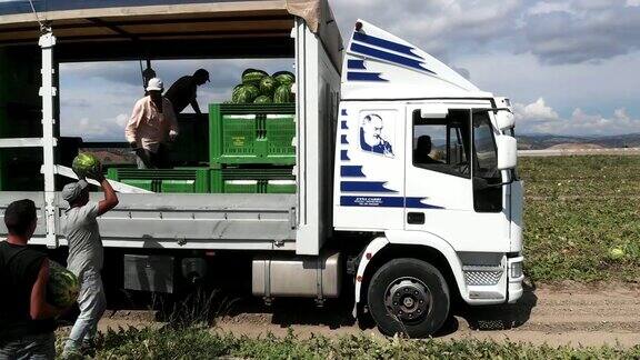 卡车运输西瓜夏天收获西瓜