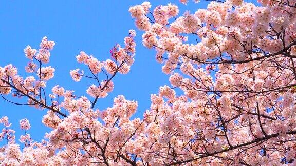 樱花映衬着湛蓝的天空