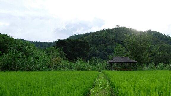 泰国北部绿油油的稻田和山脉