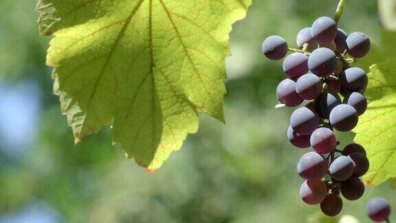 户外成熟的红酒葡萄多汁的葡萄串与柔和的自然光线在葡萄园阳光透过一串成熟的葡萄阳光穿过树叶葡萄酒收获越来越多的有机葡萄