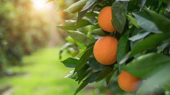 有机橙子在自家种植的橘子树上