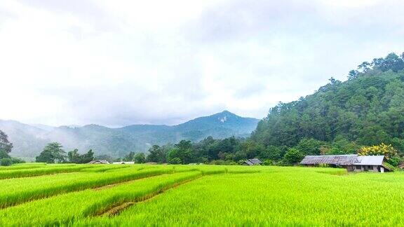 美丽的稻田雾和山在早晨