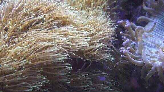 脉动软珊瑚水下世界