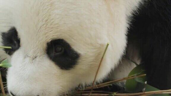 大熊猫(Ailuropodamelanoleuca)也被称为熊猫或简单的熊猫是一种原产于中国中南部的熊
