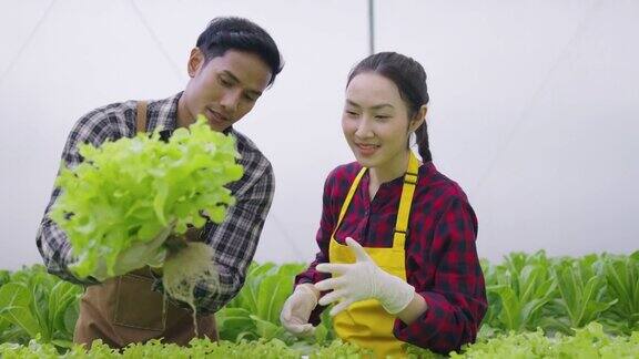 两个亚洲夫妇检查有机蔬菜的质量水培农场有机新鲜收获蔬菜概念