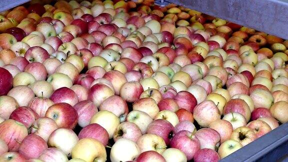 水果加工厂里新鲜采摘的苹果