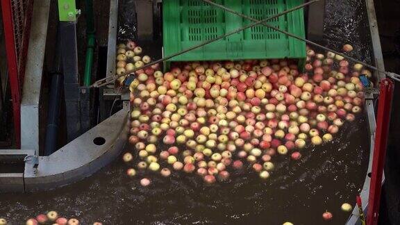 水果加工厂苹果清洗线上的取放机器人
