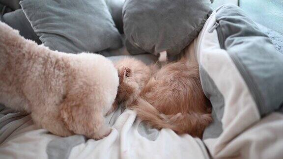 一只玩具狮子狗在床上舔着一只猫交朋友而猫却不理会那只讨厌的小狗