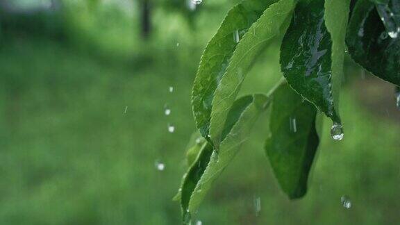 花园里的雨夏天的新鲜滴下绿叶