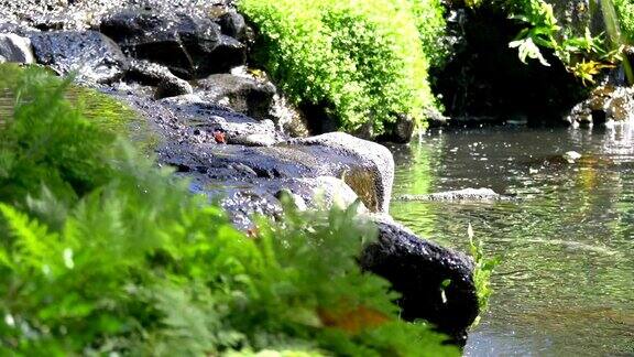 夏威夷岛的自然瀑布4K慢镜头