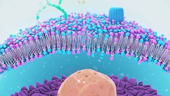 细胞膜结构