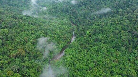 4k鸟瞰图和倾斜的云雾热带雨林在考索国家公园