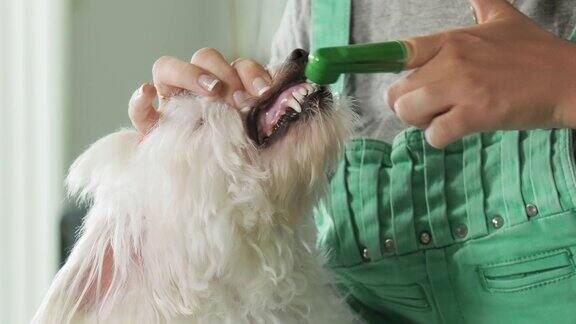 狗主人用牙刷和牙膏清洁宠物牙齿