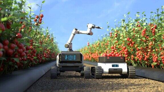 机器人在番茄园里采摘西红柿农业机器人在智能农场工作