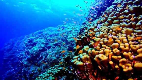 色彩斑斓的海底水下风景