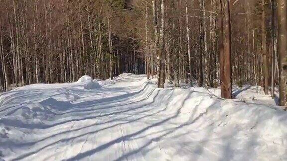 在森林里越野滑雪