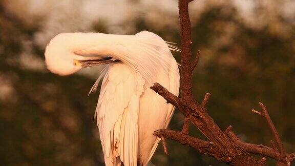 在keoladeo国家公园或印度拉贾斯坦邦的bharatpur鸟类保护区小白鹭或白鹭garzetta在自然的黄金时间的光的极端特写或细节镜头