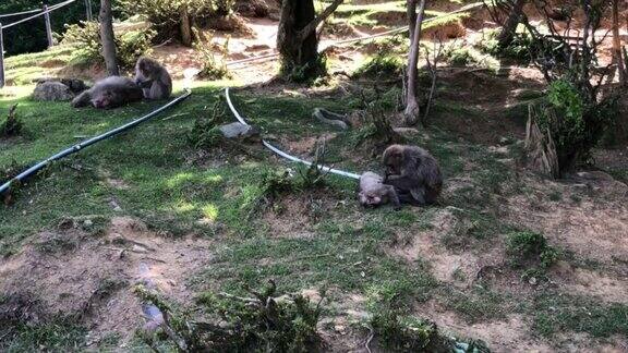 京都地区的四只野生日本猕猴