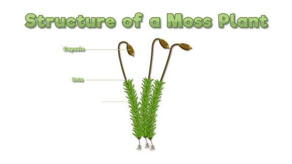 教育动画:苔藓植物结构与图解