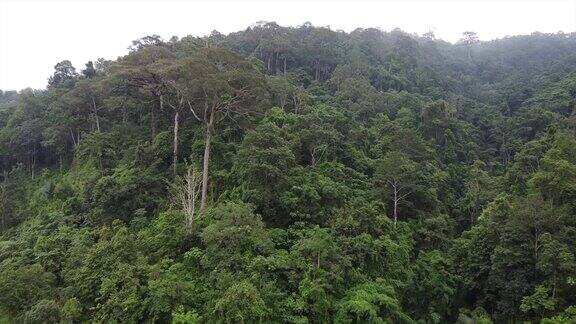 从无人机热带雨林鸟瞰图