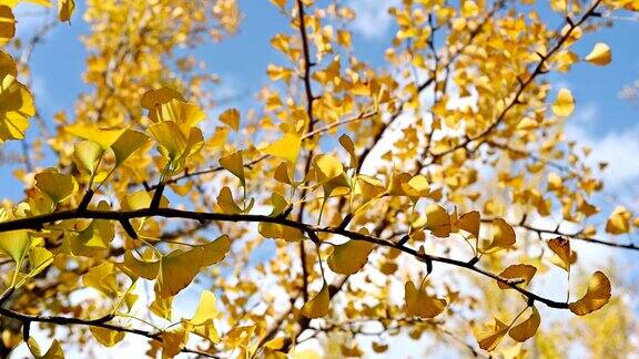 特写黄色的银杏树在秋天的森林与蓝天