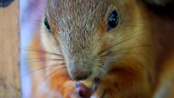 红毛松鼠坐着吃花生人们经常给松鼠带来食物坚果和种子松鼠头的特写一个夏天的早晨在公园里
