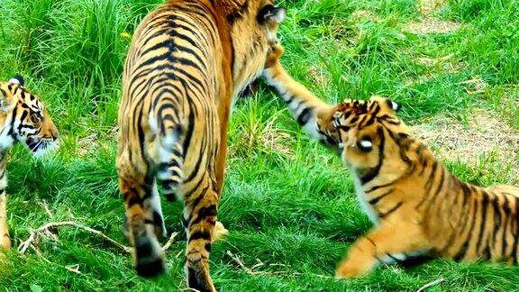 公老虎和幼崽玩耍