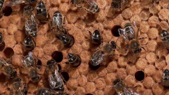 欧洲蜜蜂意大利蜜蜂野鳐上的黑蜜蜂巢诺曼底的蜂巢