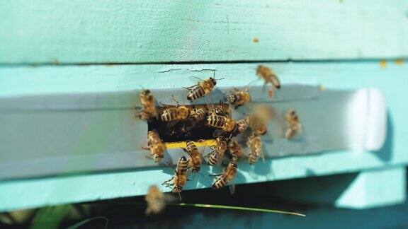 蜜蜂飞向蜂巢