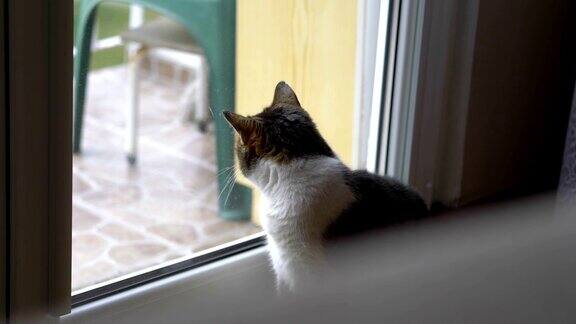 猫咪往窗外看的慢镜头是4k
