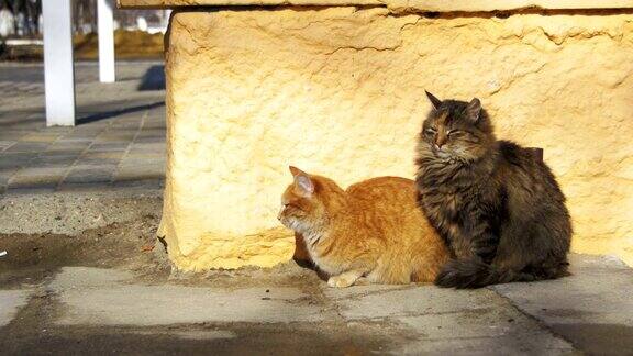 早春街上两只灰色和红色的流浪猫