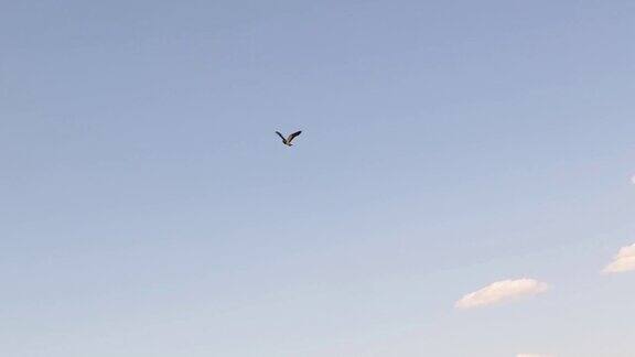 北田凫在蓝天上飞翔北方田凫的声音VanellusVanellus在其自然栖息地土耳其田凫展开了它宽大的翅膀涉水鸟类观鸟野生