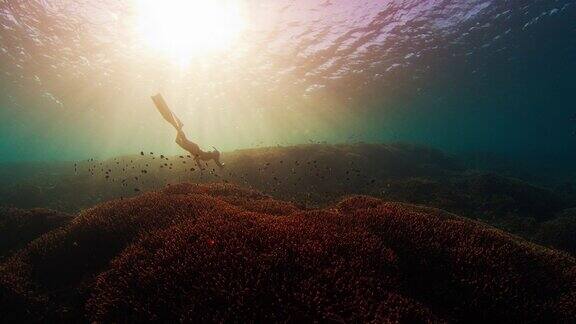 在印度尼西亚的科莫多国家公园自由潜水员在水下游泳探索生动而健康的珊瑚礁