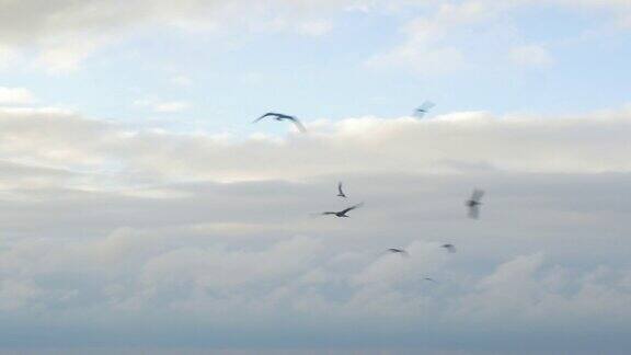 海鸥在多云的天空中飞翔